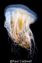 Egg-Yolk Jelly fish, Puget Sound by Paul Caldwell 